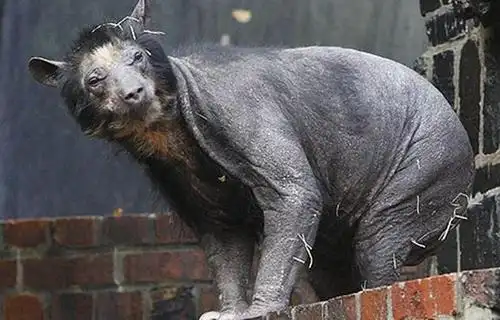 因为核辐射的影响,这里的老鼠发生了变异,变得体型巨大,而且异常凶猛.