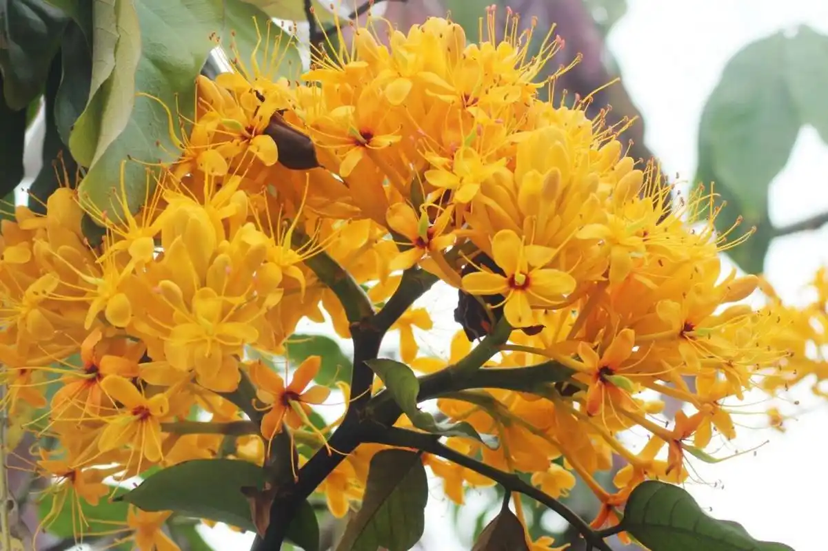 中国无忧花 中国无忧花(学名:saraca dives pierre):乔木,高5-20米