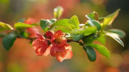 拈花惹草——012贴梗海棠