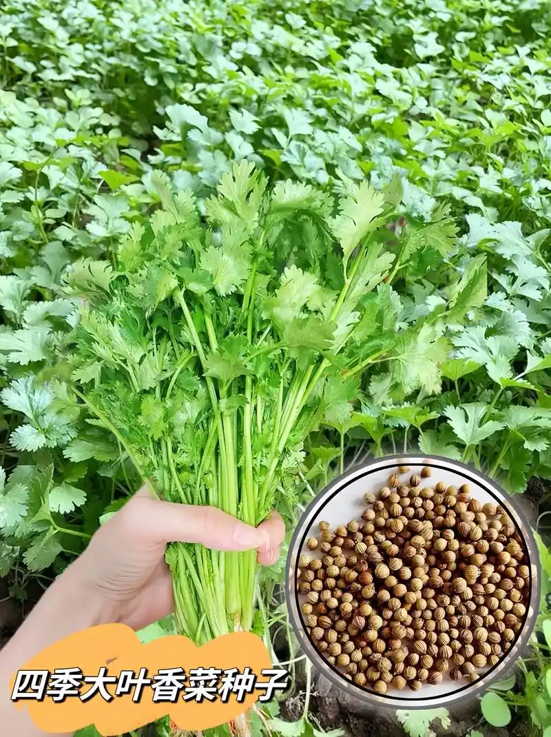 菜圃新宠,四季种大叶香菜～我的四季蔬菜种子太好种啦!