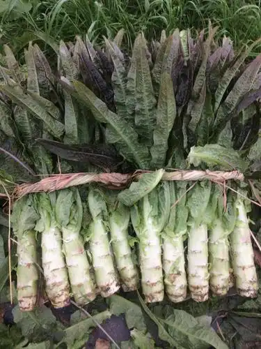 莴笋又称莴苣,菊科莴苣属莴苣种能形成肉质嫩茎的变种,一二年生草本