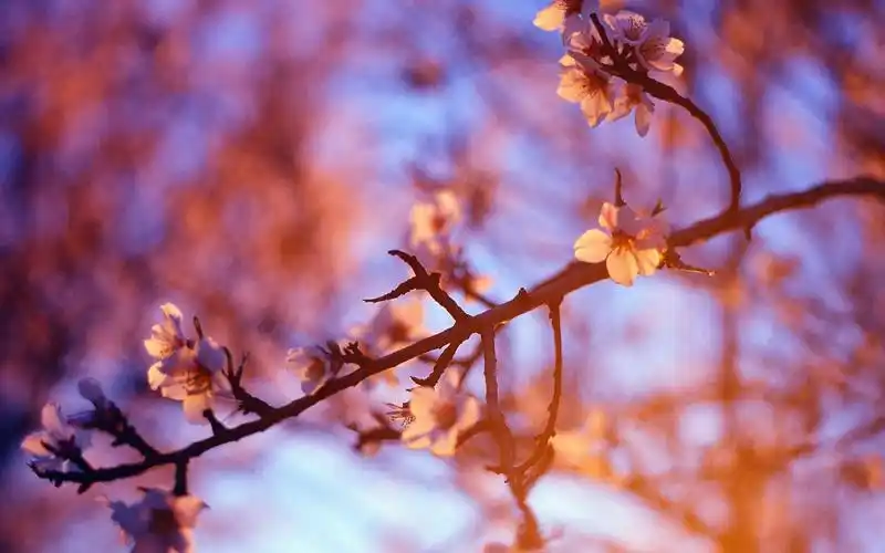 唯美樱花树图片桌面电脑壁纸