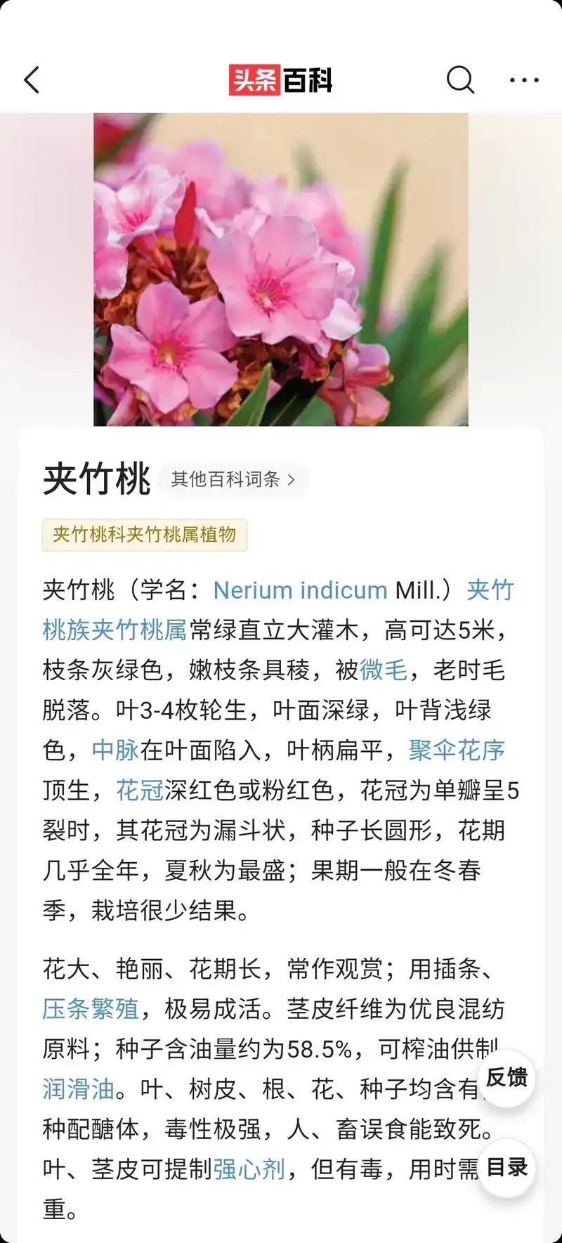这是夹竹桃,因为好看又容易养活,常作绿化带植物,花和叶子都是 - 抖音