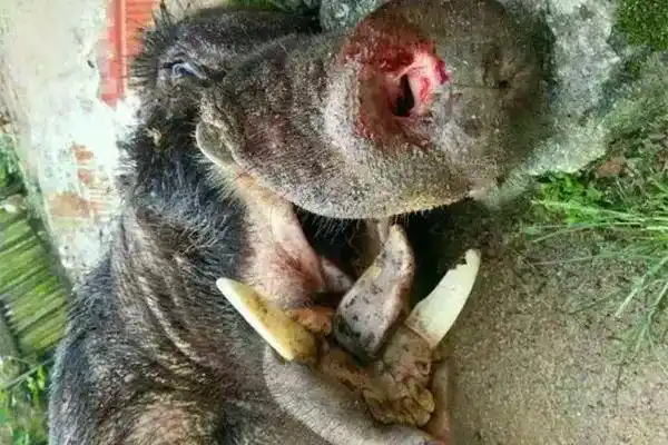 野猪糟蹋庄稼,农民很生气设下陷阱,野猪被抓后下场很惨