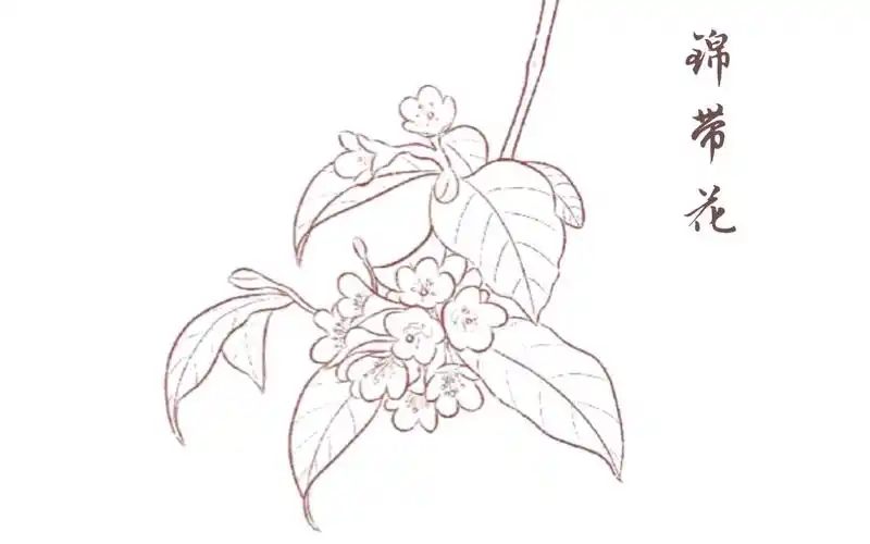 【手绘】提问!锦带花怎么画?