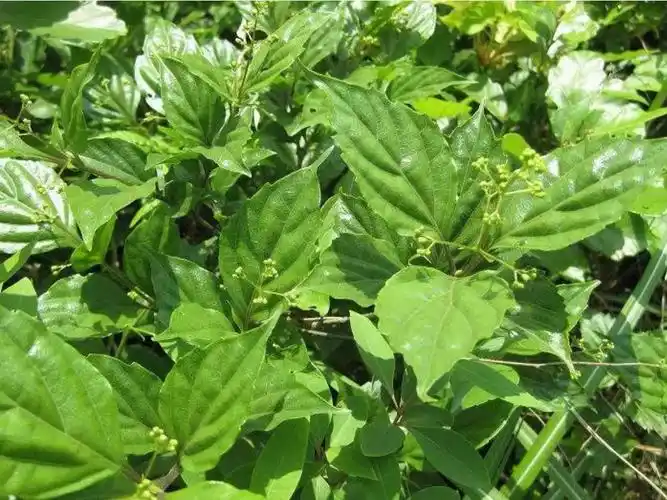 神仙豆腐是什么树的叶子做的神仙豆腐的制作方法是怎样的