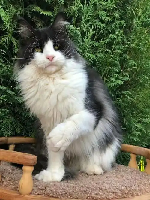 Девочка 97 [色][色][色]女孩#缅因猫  #缅因  #缅因库恩猫