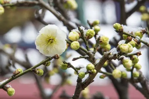 梅花傲雪--------2015年2月28日摄于皇城会东苑戏楼