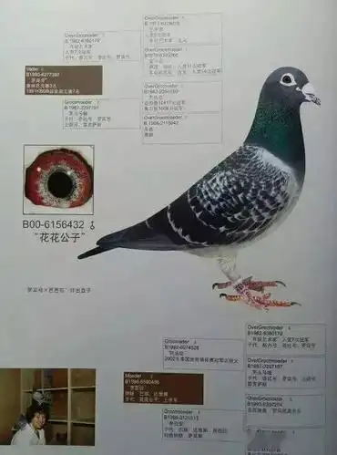 胡本经典种鸽欣赏