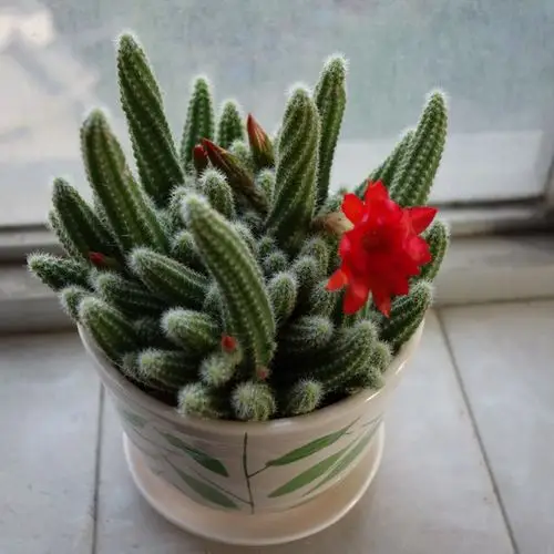 室内仙人毛毛虫多肉植物会开花的仙人掌防辐射桌面多肉植物