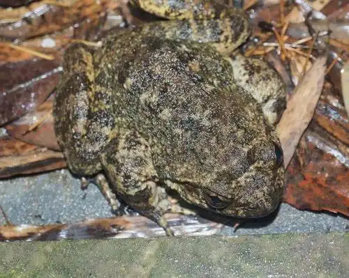 莒溪科考发现21种青蛙!快看看你能认得几种?