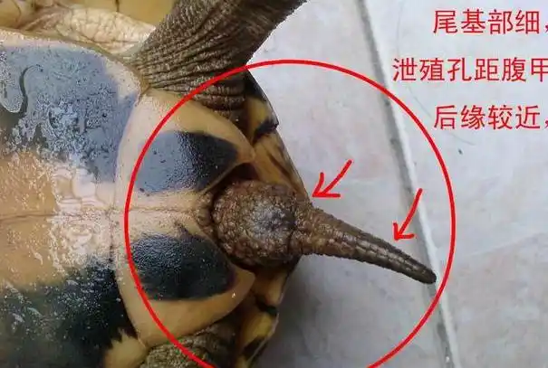 我养了两只中华花龟请问怎么分辨公母