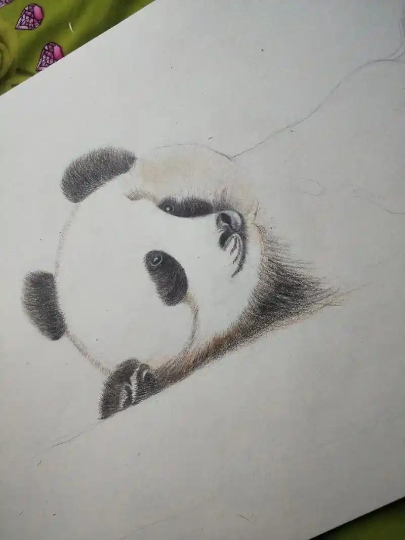 熊猫咪咪诞生记彩铅手绘