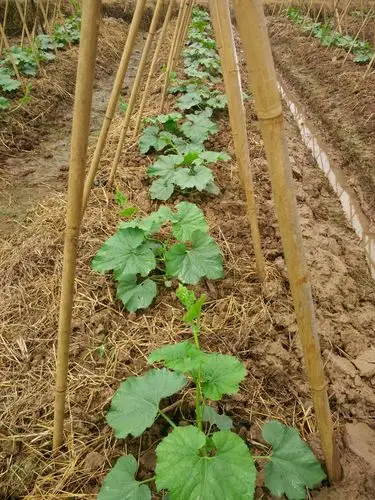 骄泰 农露 独翠对冬瓜成长的一路呵护