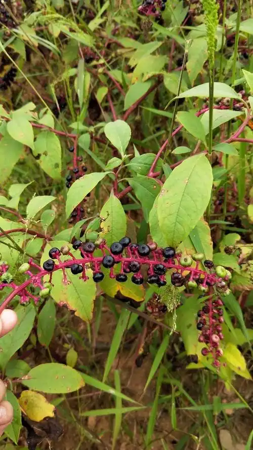 路边随处可见的野草,学名叫商陆