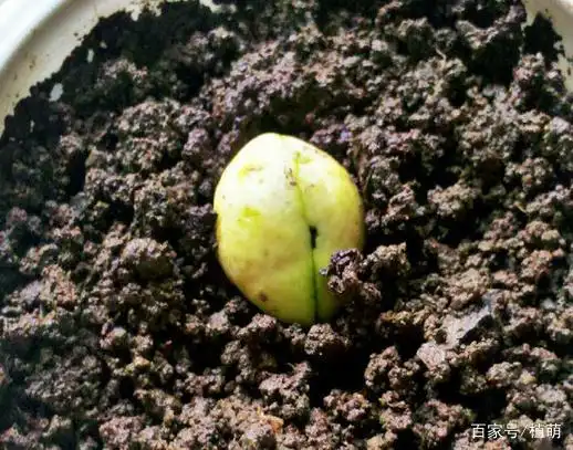 平时吃枇杷种子别丢掉,留着种植,按照7步种子出芽率不低