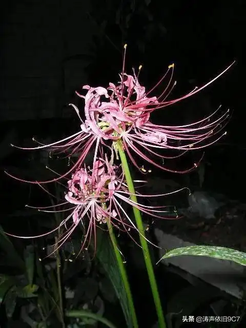 黑色彼岸花图片,黑色彼岸花花语-帝国百科