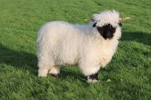 no! 我可是黑脸星人中最萌的!