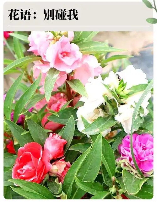 金枝恋凤仙花种籽指甲花种子急性子花种春四季阳台盆栽小桃园艺花卉种