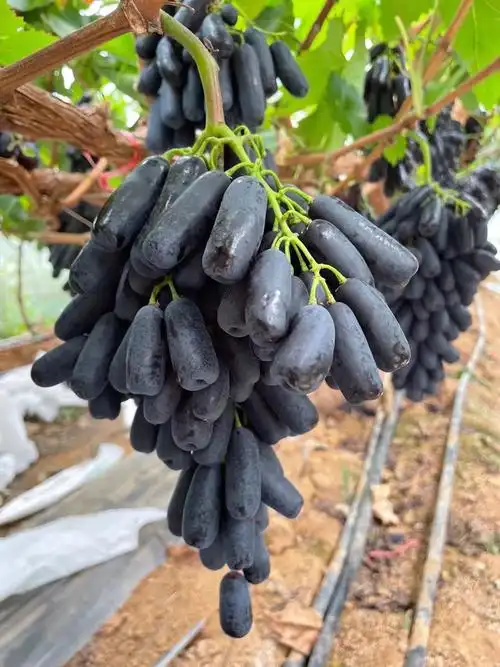 丘北葡萄(丘北葡萄案件)