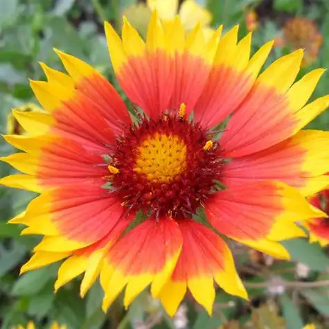 p>天人菊(学名: i>gaillardia pulchella /i> foug.