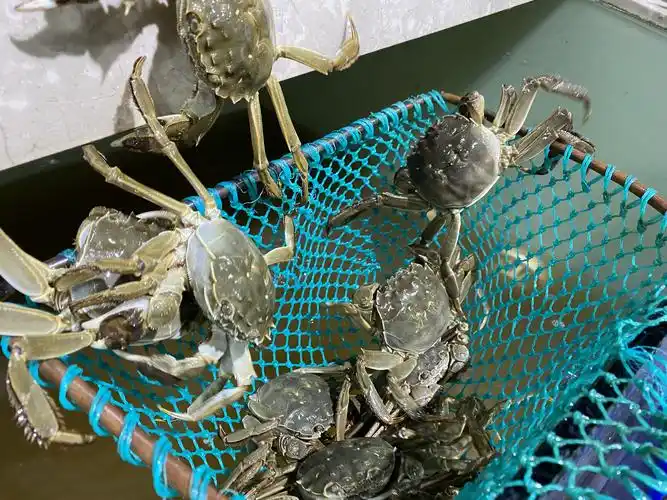 比贴秋膘更诱人的,是鲜甜肥美的大闸蟹 - 当代先锋网 - 社会