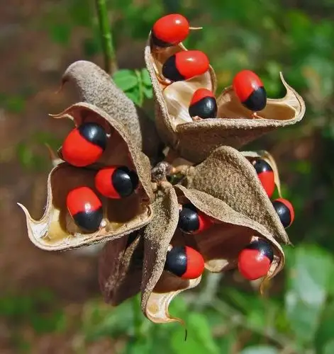 【户外知识】常见的有毒植物清单!驴友一定要小心!