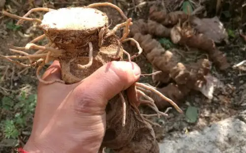 真假重楼如何鉴别和区分