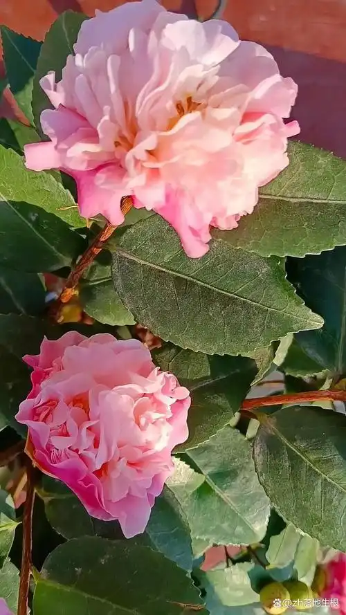 粉红色山茶花温柔娇艳,美丽迷人