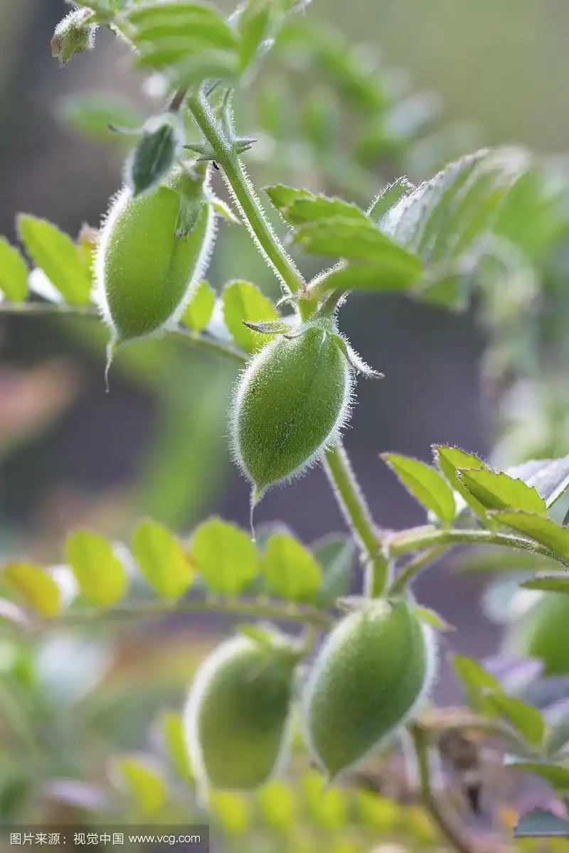 花园植物上的鹰嘴豆