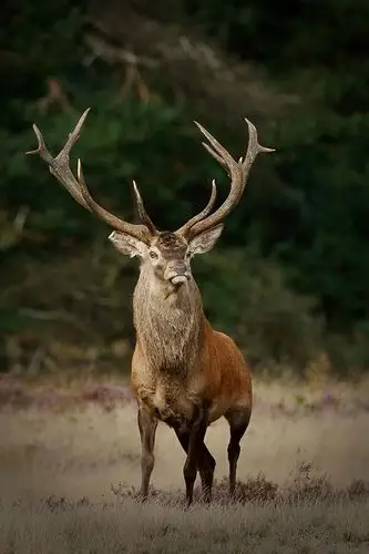 萌# #野生动物# #鹿# #大角鹿#.