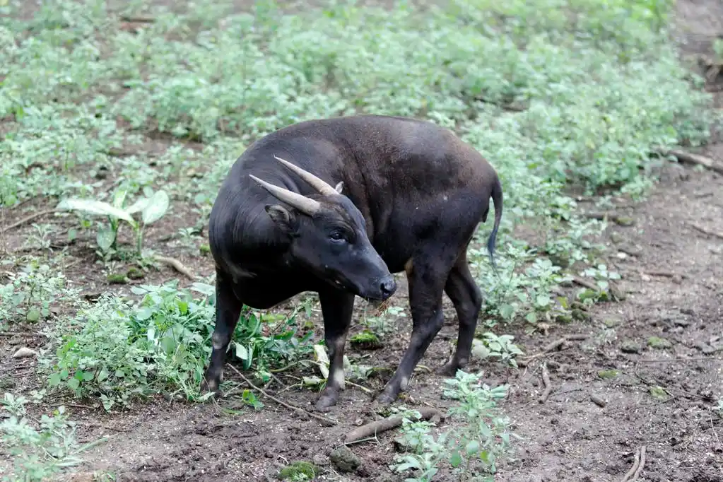 低地 anoa,水牛 depresicornis