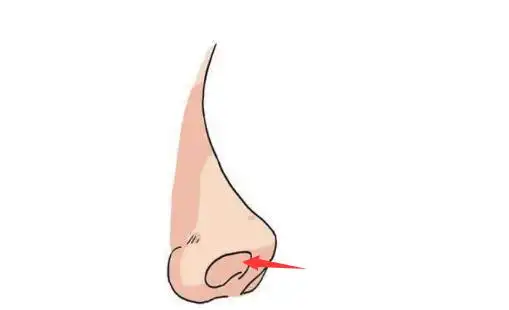 在面相中,所谓的悬胆鼻,就是指鼻头圆大丰隆,鼻准垂肉明显,但是山根显