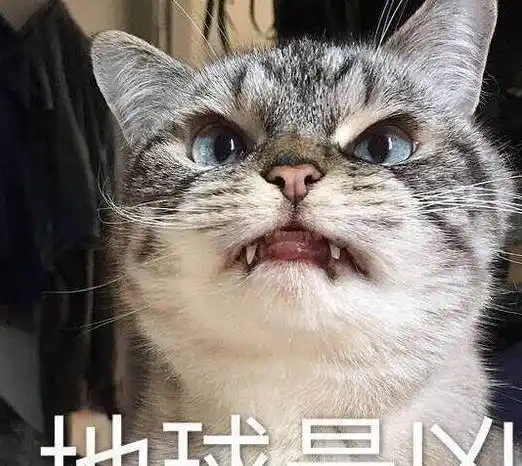 邻居家表情超凶的狸花猫,被撸后依旧傲娇无表情,喵:立场要稳住_猫咪