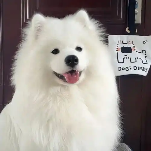 狗狗 ##萨摩耶##头像
