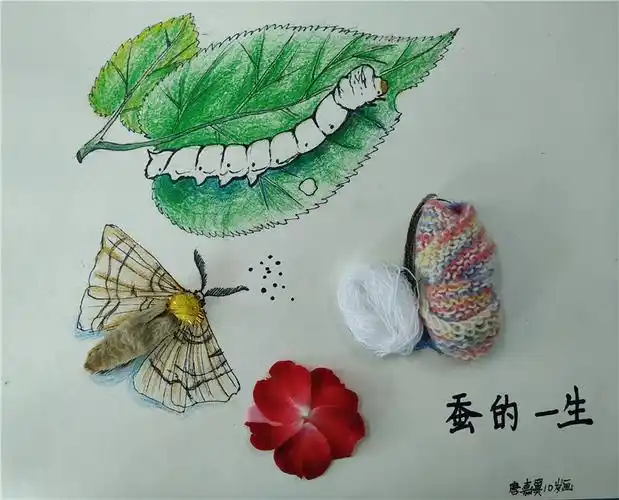 雌蛾一个晚上可以产下500个左右的蚕卵.