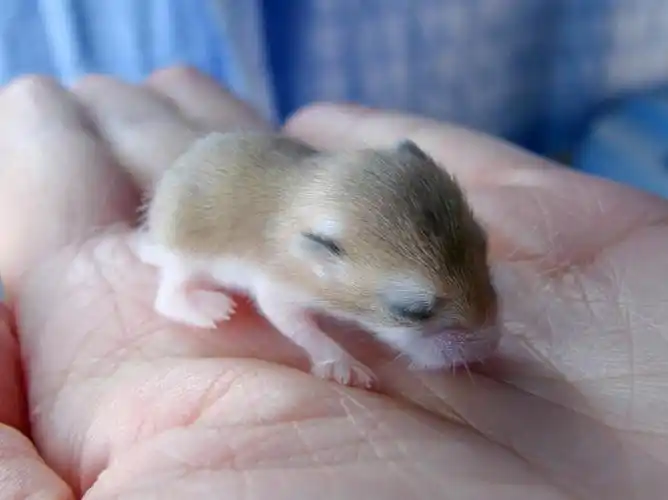 老公公仓鼠宝宝