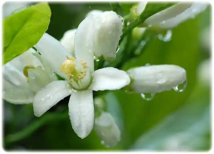 万亩桔花含苞开各地桔迷闻香来