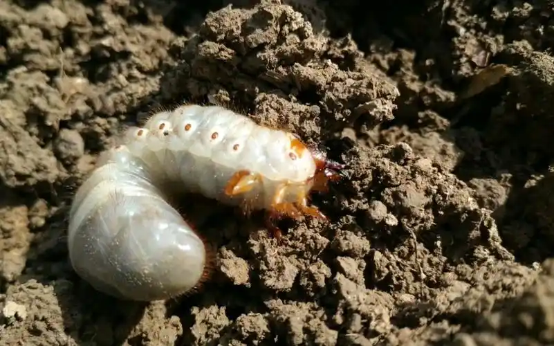 植树从地里挖出的土蚕虫,外号又叫地老虎,放边上二十分钟又钻进去了.