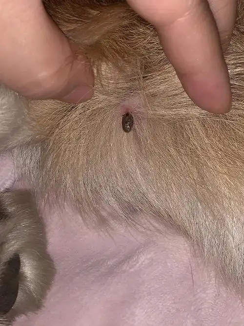 【讨论】蜱虫这样算死了吗?内有高清大图慎入