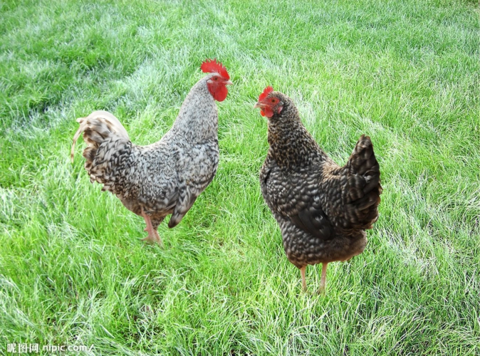 山东省汶上县是汶上芦花鸡的原产地.