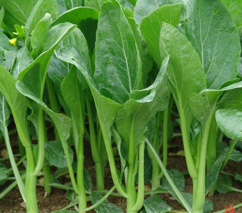 长合40/60/70/80天油青甜菜心早迟晚菜心 秋冬四季易种蔬菜种子