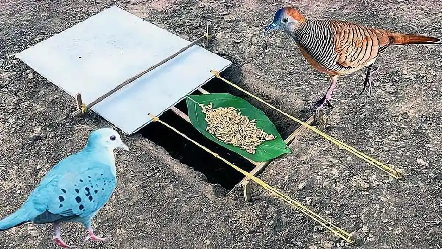 小伙发明制作这样一个捕猎陷阱效果还不错真聪明