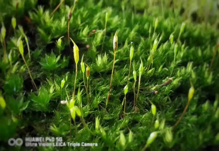 苔花如米小,亦学牡丹开