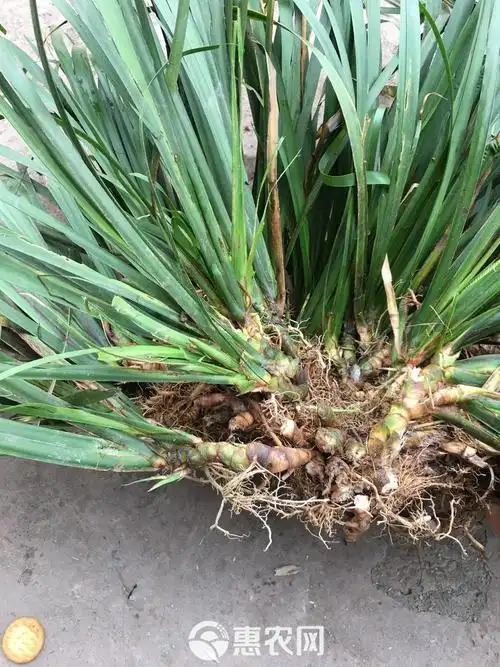 菖蒲酒的功效与作用_金钱菖蒲的功效与作用_石菖蒲功效与作用图片