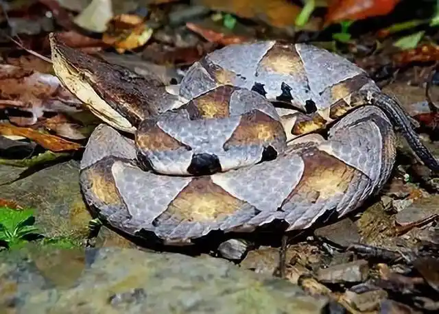 碰到这几种蛇不要犹豫,立即远离!