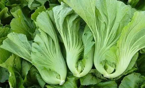 常吃芥菜的功效和作用有哪些人们吃了有什么好处