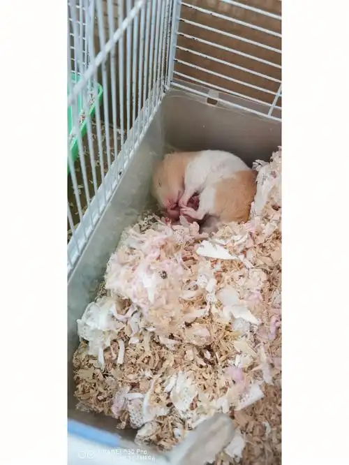 金丝熊妈妈累坏了