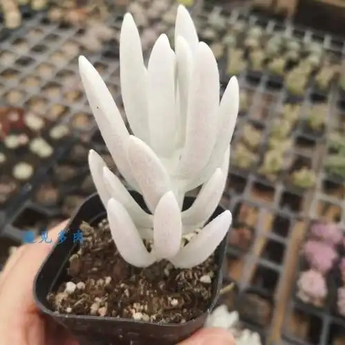 银月多肉老桩盆栽白色新品种稀有肉肉银月阳台室内易养肉肉花
