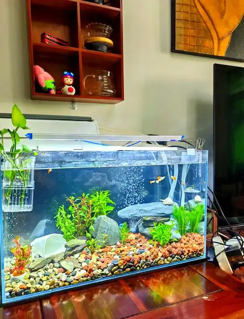 新鱼缸一个月:孔雀鱼和水草的和谐共生